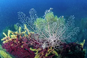 Italy Prints: Basket star (Astrospartus mediterraneus) on seafan