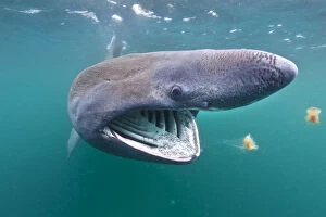 Alex Mustard Gallery: Basking shark (Cetorhinus maximus) feeding on plankton in the surface waters around