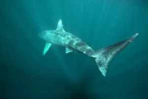 Basking shark (Cetorhinus maximus) disappears back into the blue in the surface waters