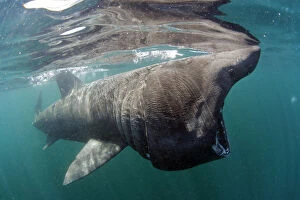 Basking shark (Cetorhinus maximus) feeding just below the surface, Mull, Scotland