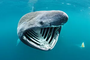 Basking shark (Cetorhinus maximus) feeding on plankton in surface waters close to the island of Coll, Inner Hebrides