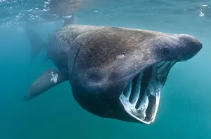 Basking shark (Cetorhinus maximus) feeding in open water, Cornwall, England, UK, June
