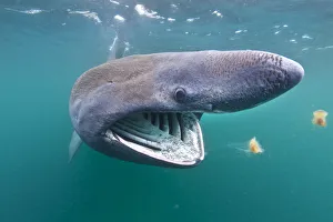 Basking shark (Cetorhinus maximus) feeding on plankton in the surface waters around
