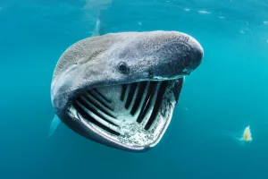 Inner Hebrides Prints: Basking shark (Cetorhinus maximus) feeding on plankton in surface waters close to the island of Coll