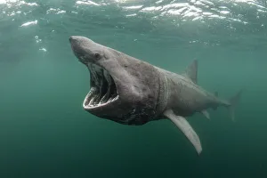 Basking shark (Cetorhinus maximus) feeding at the surface on plankton, Cairns of Coll