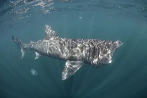 Basking shark (Cetorhinus maximus) off the Island of Mull (Coll and Tiree Islands area) Scotland