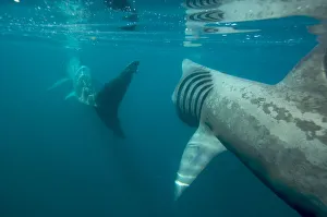 Images Dated 3rd June 2009: Basking shark feeding off the Cornish coastline. Cornwall, UK
