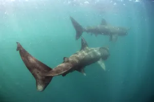Images Dated 18th February 2010: Two Basking sharks (Cetorhinus maximus) Mull, Scotland, June 2009