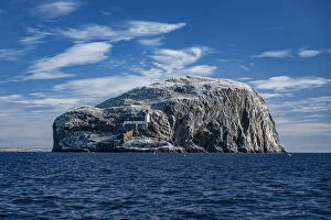 Images Dated 8th August 2015: The Bass Rock home to large Northern gannet (Morus bassanus) Firth of Forth, Scotland, UK