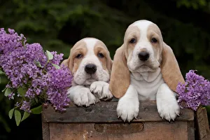 Puppy Prints: Two Basset Hound puppies with purple flowers in antique wooden box; Marengo, Illinois