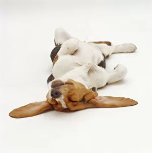 Images Dated 25th July 2007: Basset Hound, sleeping upside down with ears spread