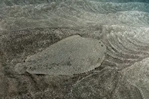 Flatfish Prints: Bastard sole (Microchirus azevia) camouflaged on seabed