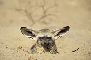 2009 Highlights Gallery: Bat Eared Fox emerging from den (Otocyon megalotis) Kalahari Gemsbok NP South Africa