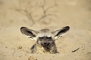 Northern Africa. Fennec (Fennecus zerda) For sale as Framed Prints, Photos,  Wall Art and Photo Gifts