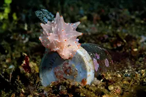 Environmental Issues Prints: Batangas halgerda (Halgerda batangas) nudibranch crawling over a discarded plastic container