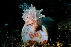 Environmental Issues Prints: Batangas halgerda (Halgerda batangas) nudibranch crawling over a discarded plastic rubbish