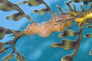 A batch of Leafy Seadragon (Phycodurus eques) eggs on the tail of a male