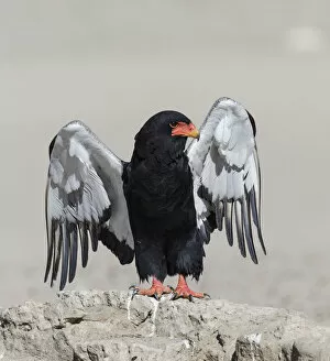 Bateleur Eagle (Terathopius ecaudatus) female, stretching wings Kgalagadi Transfrontier Park