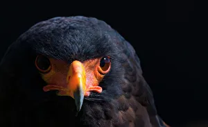 Accipitriformes Prints: Bateleur eagle (Terathopius ecaudatus) head portrait, Captive, occurs in Africa