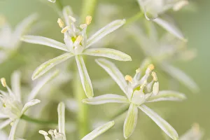 Asparagaceae Gallery: Bath asparagus or spiked star of Bethlehem, (Ornithogalum pyrenaicum) at Cleeve Wood