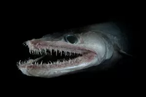 Deep Sea Gallery: Bathypelagic Lizard fish (Bathysaurus ferox), deep sea Atlantic ocean
