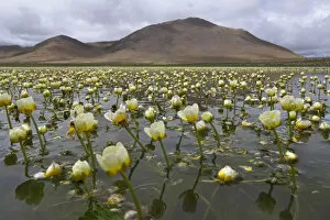 Batrachium bungei, in habitat, Mt Shishapangma, Mt Qomolangma National Park, Qinghai