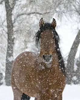 Bay Andalusian stallion portrait with falling snow, Longmont, Colorado, USA
