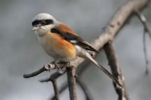 Shrike Prints: Bay-backed shrike (Lanius vittatus) perched on branch
