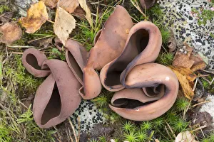 Derbyshire Prints: Bay cup fungus (Peziza badia) Peak District National Park, Derbyshire, UK September