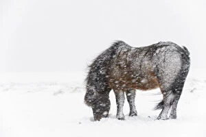 Alone Gallery: Bay Icelandic horse feeding in the snow, Snaefellsnes Peninsula, Iceland, March