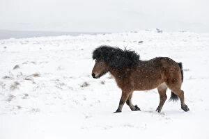Bay Icelandic horse trotting in the snow, Snaefellsnes Peninsula, Iceland, March