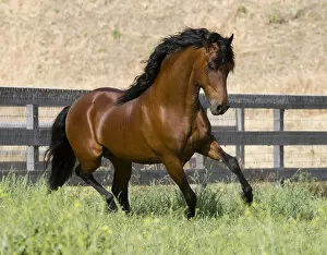 Images Dated 8th May 2008: Bay Peruvian Paso stallion running in field, Ojai, California, USA