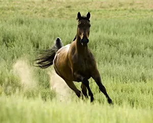 2009 Highlights Collection: Bay Warmblood mare running in Longmont, Colorado