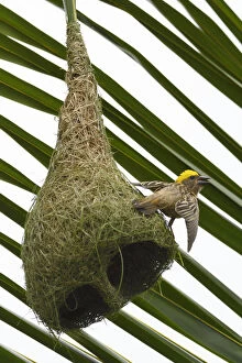 Baya weaver (Ploceus philippinus) on its nest in Tongbiguan Nature Reserve, Dehong prefecture