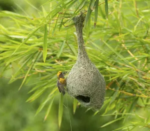 Baya weaver (Ploceus philippinus) breeding male perched on nest, rural Karantaka, India