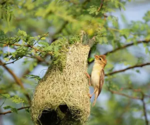 Ploceidae Prints: Baya weaver (Ploceus philippinus) female perched on hanging nest, Rajasthan, India