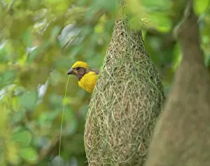 Maharashtra Prints: Baya weaver (Ploceus philippinus) male