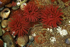 Images Dated 10th April 2003: Beadlet anemone (Actinia equina) with periwinkles. Mull, Scotland, UK, Europe