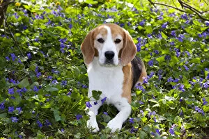 Images Dated 10th May 2011: Beagle hound in wild purple Violets, Arcadia, Wisconsin, USA