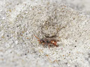 Heathland Prints: Bear-clawed nomad bee (Nomada baccata) female