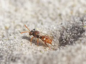 Heathland Prints: Bear-clawed nomad bee (Nomada baccata) female