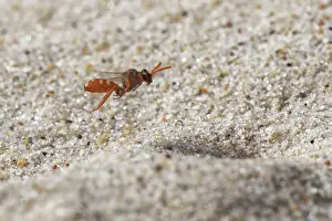 Heathland Prints: Bear-clawed nomad bee (Nomada baccata) female