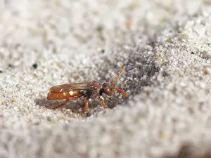 Heathland Prints: Bear-clawed nomad bee (Nomada baccata) female