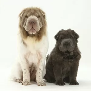 Images Dated 24th June 2010: Bearcoat Shar Pei mother, with her Blue Bearcoat puppy, 13 weeks