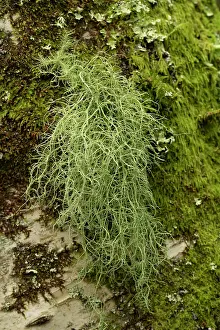 Fungi Prints: Beard lichen (Usnea subfloridana) in temperate rainforest