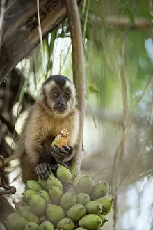 Pantanal Prints: Bearded capuchin (Sapajus libidinosus) sitting in tree feeding on Acuri palm (Attalea sp)