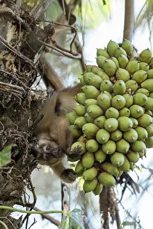 Pantanal Prints: Bearded capuchin (Sapajus libidinosus) upside down in tree picking Acuri palm (Attalea sp)
