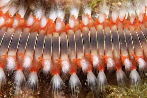 Croatia Prints: Bearded fireworm (Hermodice carunculata) close up, Vis Island, Croatia, Adriatic Sea