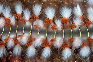 Croatia Prints: Bearded fireworm (Hermodice carunculata) close up, Vis Island, Croatia, Adriatic Sea