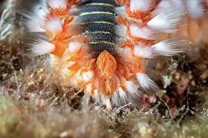 Croatia Prints: Bearded fireworm (Hermodice carunculata) feeding on fish eggs